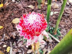 -西双版纳傣族园