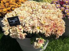 -上海植物园-4号门售票处