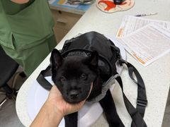 -瑞鹏宠物医院·普外科·影像科·皮肤科(城市山谷分院)