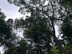 -东明山森林公园