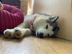 -Husky Go! 哈士奇体验馆·宠物咖啡厅狗咖