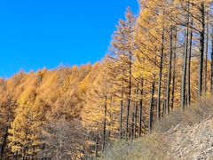 -塞罕坝国家级自然保护区