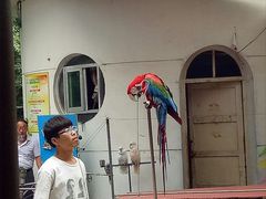 鹦鹉-西安秦岭野生动物园