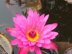-池杉湖湿地公园