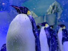 -海合安成都极地海洋公园