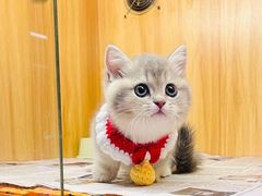 -欣宠猫屋·矮脚拿破仑·蓝金金渐层