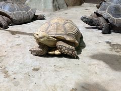 -紫马岭公园