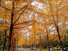 -四川大学(望江校区)