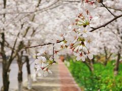 -高东镇樱花园