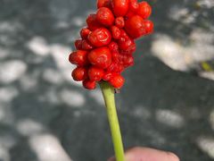 -大芦花风景区