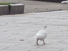 -宋庆龄陵园