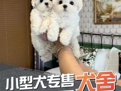 -萌宠之家·腊肠犬·马尔泰·小体犬舍