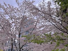 -陆家嘴中心绿地