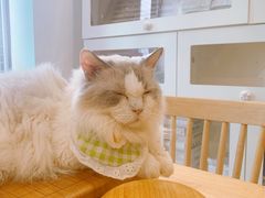 -楼上猫咖(罗湖店)
