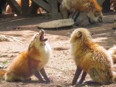 -宫城藏王狐狸村