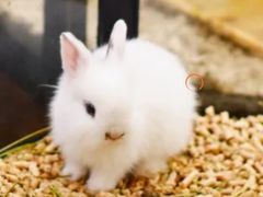 -宠物世家(仲盛世界商城店)