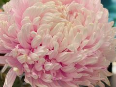 -BEAST野兽派(上海浦东嘉里城店)