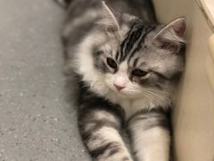 -飞行喵MR PILOT|猫舍·猫咖(静安大融城店)