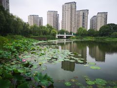 -新江湾城公园