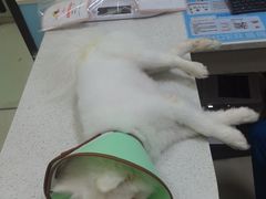 -天宠宠物医院24小时·急重症诊疗中心·全科·腔镜特色(和平分院)