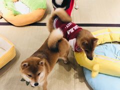 -逗柴咖啡屋·狗咖猫咖宠物桌游
