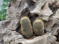 -北京植物园-展览温室