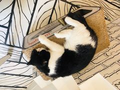 -白夜2D咖啡馆