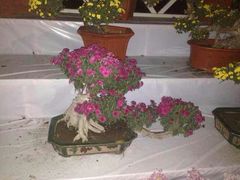 android_upload_pic-迎泽公园