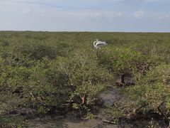 -北海金海湾红树林生态旅游区