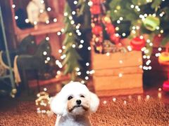 -Oh My Dog宠物沙龙(伊珊娜皮毛护理店)