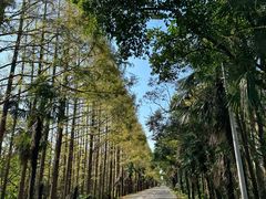 -上海海湾国家森林公园