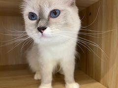 -猫域·湾主题猫咖·宠物吧(南坪城市广场店)