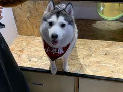 -Husky Go! 哈士奇体验馆·宠物咖啡厅狗咖