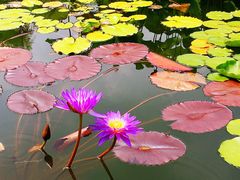 -国家植物园南园