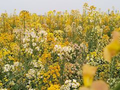 -中国天府农业博览园