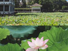 -荔湾湖公园