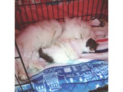 -喵zoo家庭繁育猫舍(尖东智能花园店)