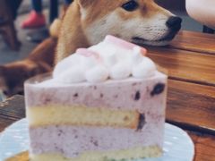 -柴源莊·柴小宠柴犬咖啡