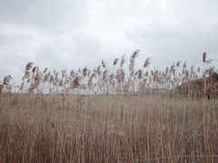 -上海吴淞炮台湾国家湿地公园