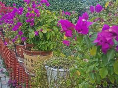 -马白开来特色羊排揪片子  (总店)