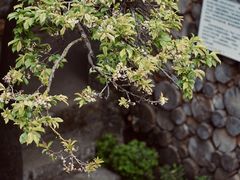 -田德能咖啡博物馆