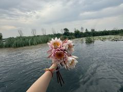 -白洋淀景区