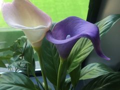 -菩提树·素食餐厅(汇智国际商业中心店)