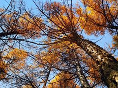 -塞罕坝国家级自然保护区