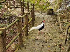 -东南悬空寺方广岩