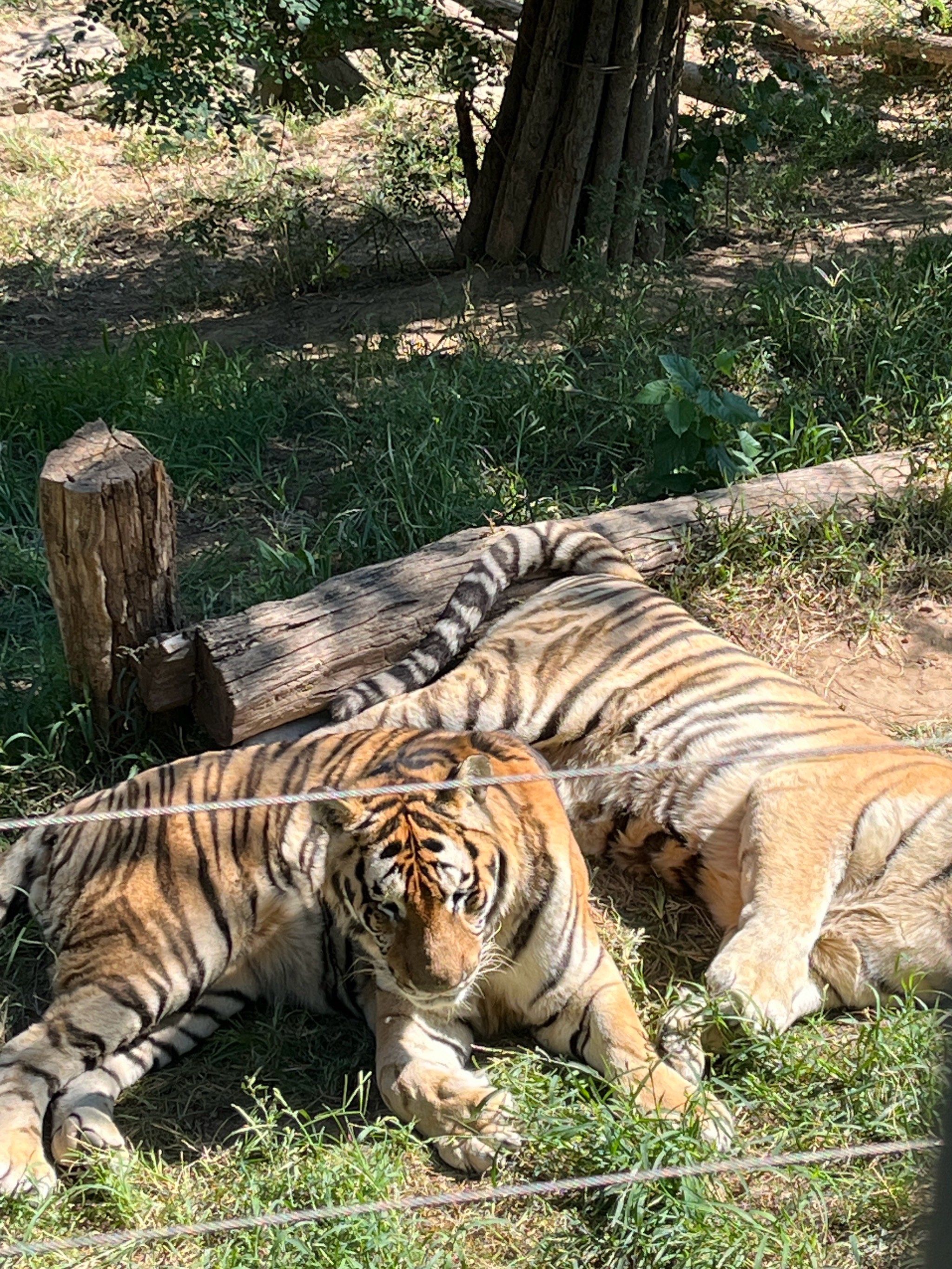 大连旅游|🌳大连森林动物园🐼干货攻略