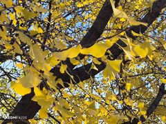 -辽宁大学(崇山校区)