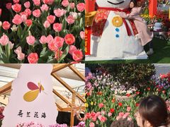 -荷兰花海