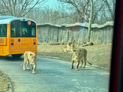 -北京野生动物园