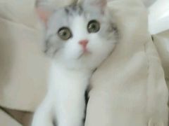 -喵的天空名猫咖啡馆·撸猫·猫舍·用品